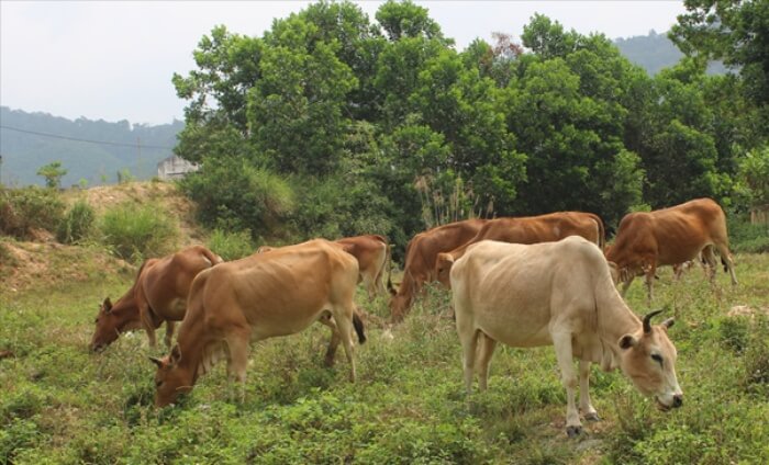 Nằm mơ thấy đàn bò thong dong gặm cỏ trên đồi